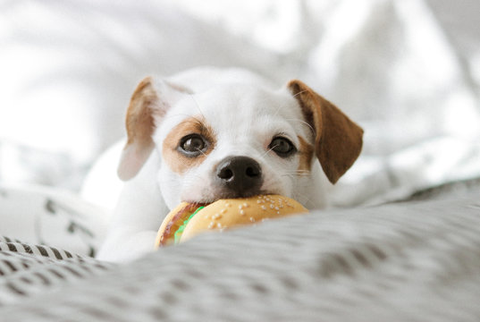 Cachorro jugando con juguete 