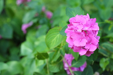 Flowers and plants in the garden