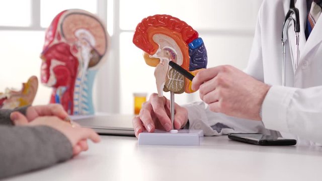 A medical professional doctor wearing a white lab coat and a stethoscope in his office is showing to his patient a human brain model explaining the function of each part