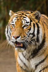 Fototapeta na wymiar Sibirischer Tiger (Panthera tigris altaica)