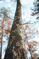 Fototapeta premium trees close-up on a background of autumn forest