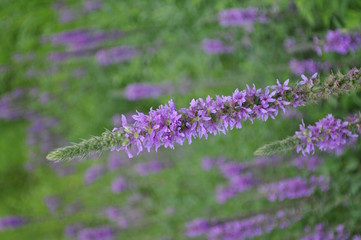  Wild purple flower in the grass