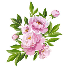  peonies on white background