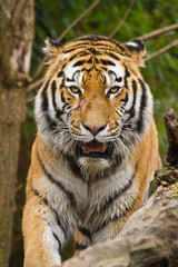 Fototapeta na wymiar Sibirischer Tiger (Panthera tigris altaica)