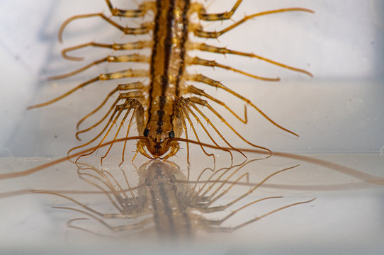 scutig&egrave;re mille patte de maison