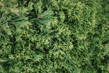 Background texture of conifer close up