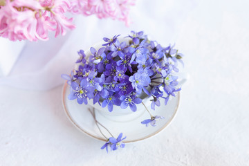  Fresh bouquet of delicate spring flowers of the liverwort Hepatica Nobilis in a white vase on a white background