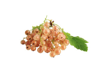 White currant isolated on a white background. Close-up. Top view.