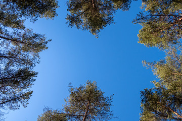 Old tall evergreen pine trees, view from bottom up, rays of  sun making their way through  branches on blue sky. Up view of forest and sunlight effect.