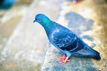 Portrait of pigeon is a city bird that walking on the ground.