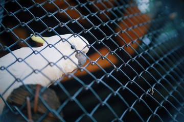Close up view of white yellow-haired bird  or Sulphur-crested cockatoo inside the cage at zoo is sending eye contact to the camera. copy space for text.