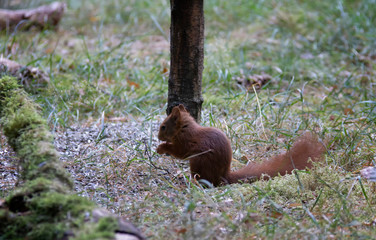 squirrel on the ground