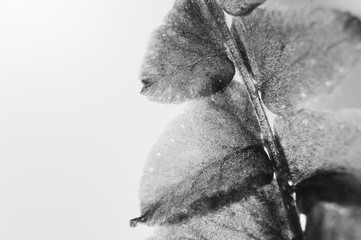 close up of a leaf black and white