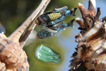 Plastic bottle pollution shells and ocean life