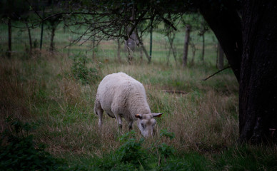 sheep in field