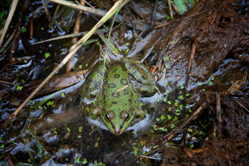 frog in pond