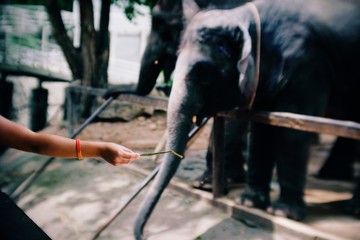 Close up person hand feeding vegetable to giant elephant trunk in the zoo.Cute thai animal.