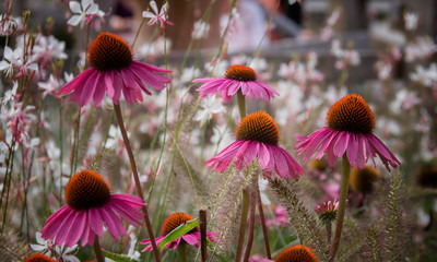 flowers in the garden