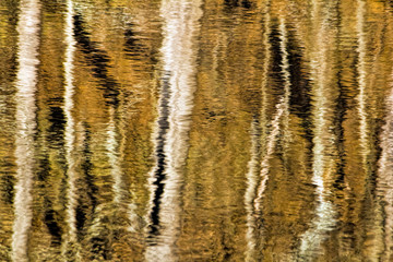 Forest Reflection in Pond