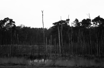 bare trees in the forest