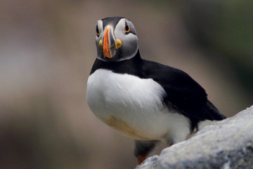  photo of a puffin with its beak forward with many colors with a colorful defocused background
