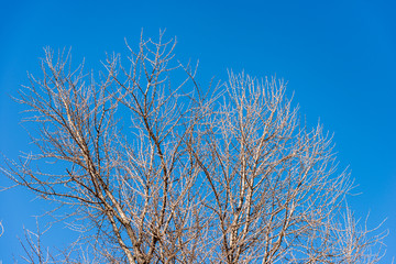 Closeup of tree branches without leaves on a clear blue sky in winter