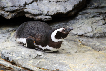 Fototapeta premium photo of a Magellanic Penguin lying on a rock and its backgroud filled with other rocks