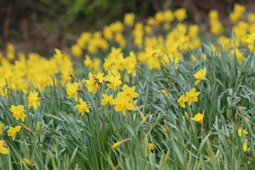 field of yellow daffodils 