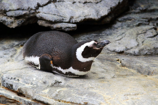photo of a Magellanic Penguin lying on a rock and its backgroud filled with other rocks