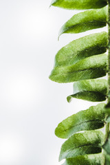 green leaf on white background