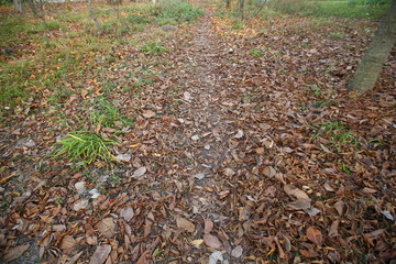 Obraz premium Background of colorful autumn leaves on forest floor . Abstract autumn leaves in autumn suitable as background . Autumn leaves on a meadow . Yellow leaves on the floor .