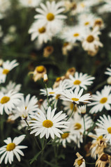 Fototapeta premium field of daisies