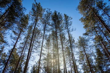 Old tall evergreen pine trees, view from bottom up, rays of  sun making their way through  branches on blue sky. Up view of forest and sunlight effect.