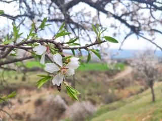 blooming apple tree in spring