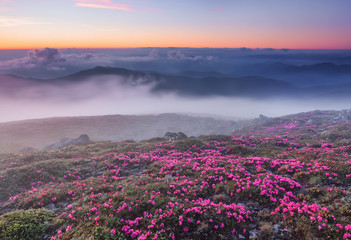 Fototapeta na wymiar Beautiful sunset with orange sky in summer time. Morning fog. The lawns are covered by pink rhododendron flowers. Location Carpathian mountain, Ukraine, Europe.