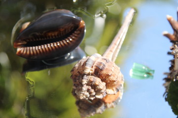 Murex tropical pacific ocean shell gastropod 