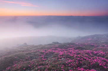Fototapeta na wymiar Beautiful sunset with orange sky in summer time. Morning fog. The lawns are covered by pink rhododendron flowers. Location Carpathian mountain, Ukraine, Europe.