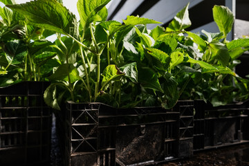 garden green plants ready for season and sale