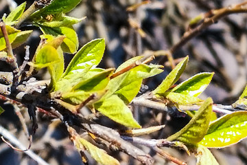 Young green shoots on bush, fresh leaves appear in spring. A branch of bush with young foliage.