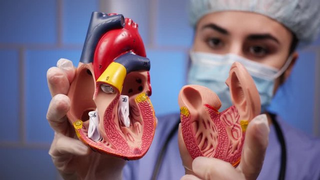 Closeup of a medical professional female woman doctor nurse wearing blue scrubs, a scrub cap, a stethoscope, a protective facemask, and medical gloves holding a Human heart Anatomy Model, to explain t