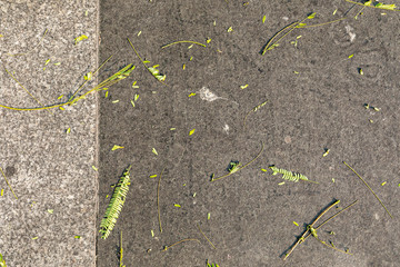 green leaf on asphalt