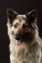 portrait of a dog on a dark background. Expressive look, yellow eyes. Pet in the studio