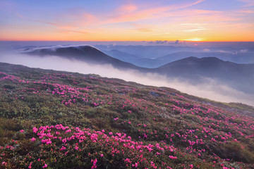 Naklejka na ściany i meble Beautiful sunset with orange sky in summer time. Morning fog. The lawns are covered by pink rhododendron flowers. Location Carpathian mountain, Ukraine, Europe.