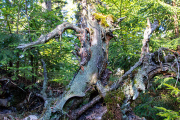 Fototapeta premium Old forest stump with green moss on background of sunlight, selective focus, blurred nature backdrop
