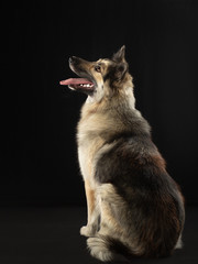 portrait of a dog on a dark background. Expressive look, yellow eyes. Pet in the studio