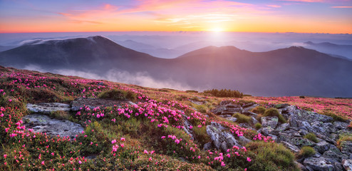 Panoramic view in lawn with pink rhododendron flowers, beautiful sunset with orange sky in summer...