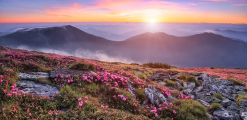 Poster Panoramisch uitzicht in gazon met roze rododendron bloemen, prachtige zonsondergang met oranje lucht in de zomer. Bergen landschappen. Locatie Karpaten, Oekraïne, Europa. Kleurrijke achtergrond. © Vitalii_Mamchuk