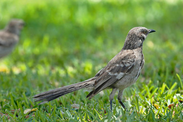 Long-tailed mockingbird (Mimus longicaudatus), portrait of an animal perched on the lawn looking for food.