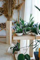 floral arrangements of tulips, violets and muscari in semicircular flower pots, decorated with feathers and Easter eggs