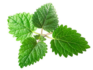 Lemon balm melissa officinalis, paths